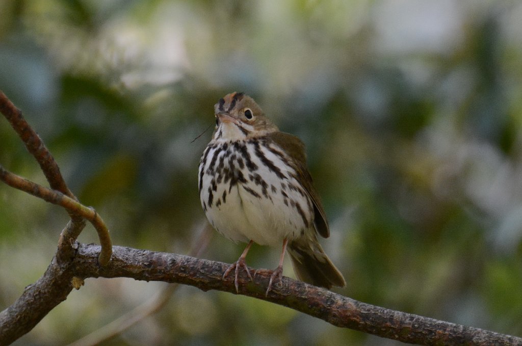 Warbler, Ovenbird, 2014-05173473 Belleplain State Forest, NJ.JPG - Ovenbird. Belleplain State Forest, NJ, 5-17-2014